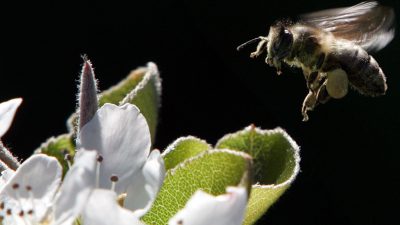 Bienen in der Stadt geht es offensichtlich gut