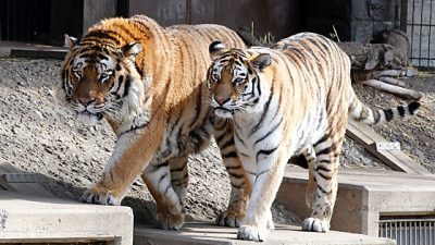 Tierschützer fordern Ende der Wildtier-Haltung in Zoos