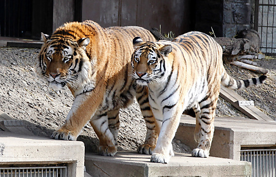 Tierschützer fordern Ende der Wildtier-Haltung in Zoos