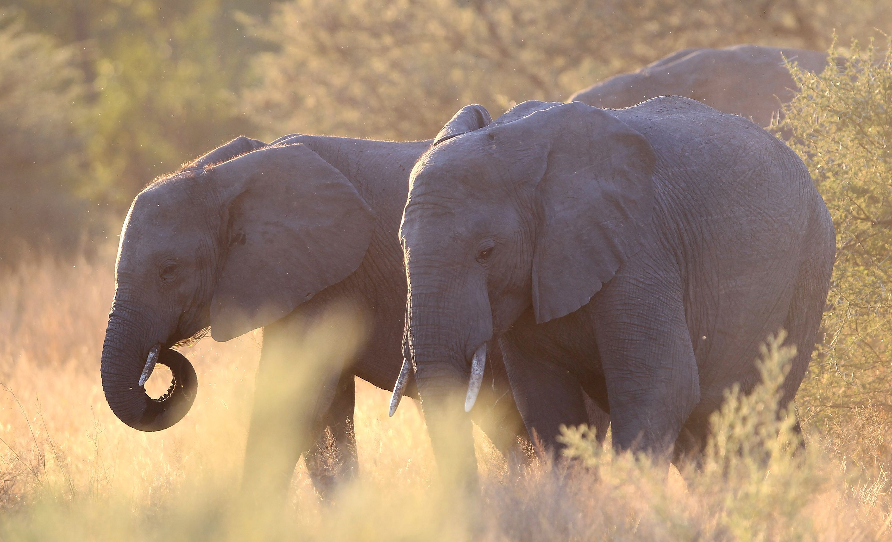 Infraschall: Elefanten sprechen tief…