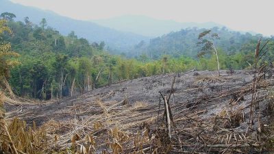 Schlechte Prognose für die Biodiversität im Regenwald