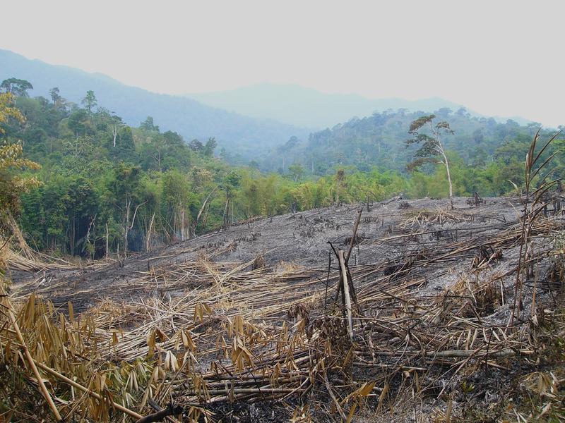 Schlechte Prognose für die Biodiversität im Regenwald