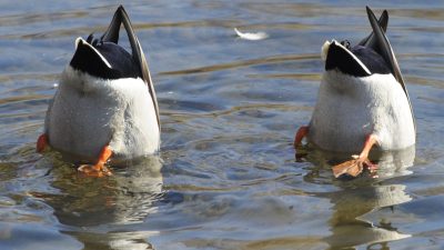 Todesverachtung: Enten-Mama führt Kinder über vierspurige Autobahn