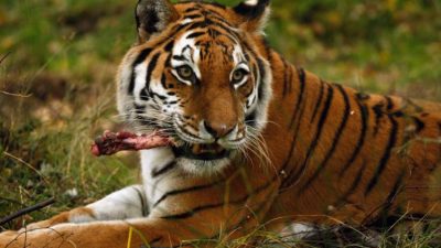 Von der Symbolkraft des Tigers