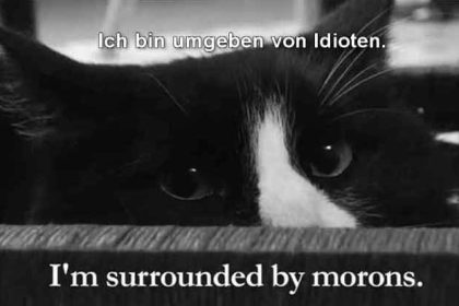 Katzen-Filmfestival: Das beste Katzenvideo aller Zeiten