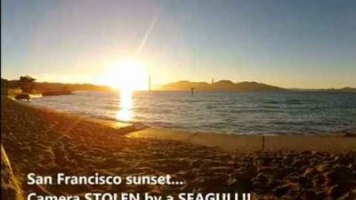 San Francisco: Möwe klaut Kamera und filmt Sonnenuntergang