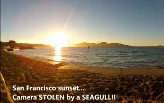 San Francisco: Möwe klaut Kamera und filmt Sonnenuntergang