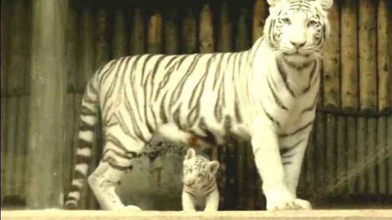 Süße Weiße Tiger-Babys: Tiger-Mama faucht Besucher an