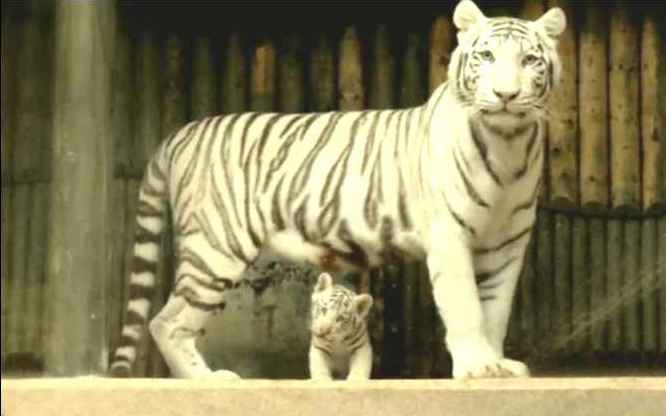 Süße Weiße Tiger-Babys: Tiger-Mama faucht Besucher an