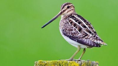 Bekassine ist (Pech-)Vogel des Jahres 2013