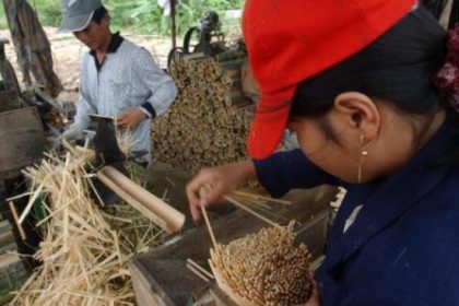 China: 80 Milliarden Wegwerf-Essstäbchen aus 20 Millionen Bäumen
