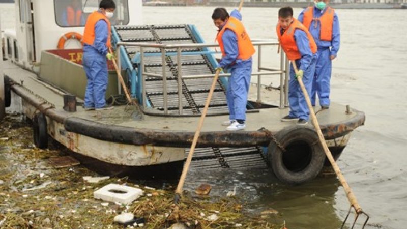China: Tote Schweine in mehreren Flüssen entdeckt