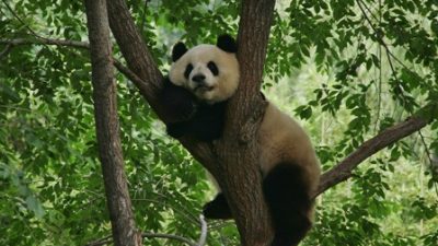 China: Wilder Panda hat vegetarische Ernährung satt