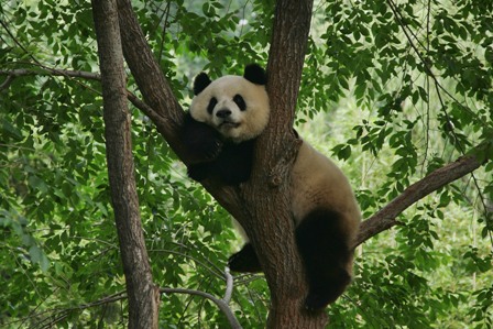 China: Wilder Panda hat vegetarische Ernährung satt