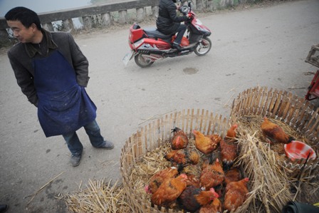China: Neue Variante der Vogelgrippe fordert zwei Opfer in Shanghai