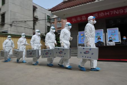 China: Übertragungsweg der Vogelgrippe H7N9 unklar