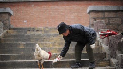 Vogelgrippe in China: Wie ernst ist die Situation wirklich?