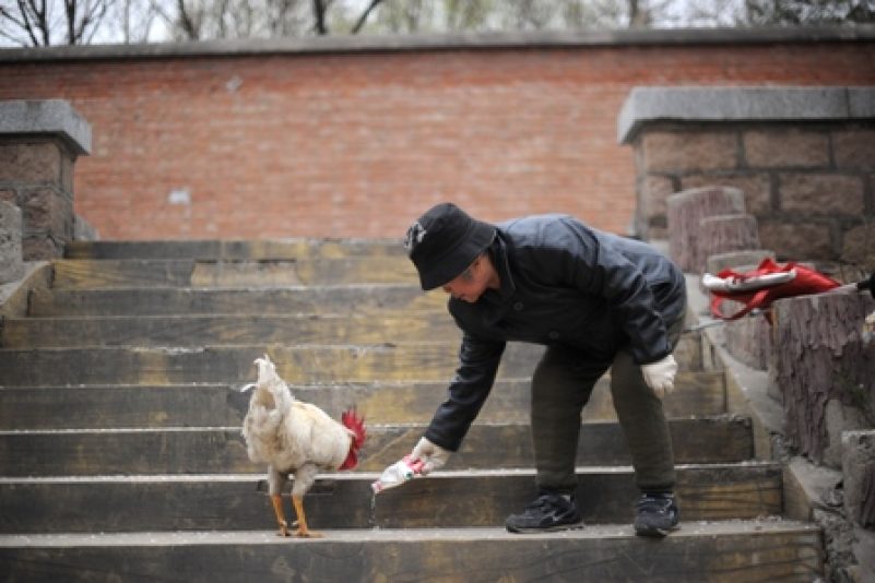 Vogelgrippe in China: Wie ernst ist die Situation wirklich?
