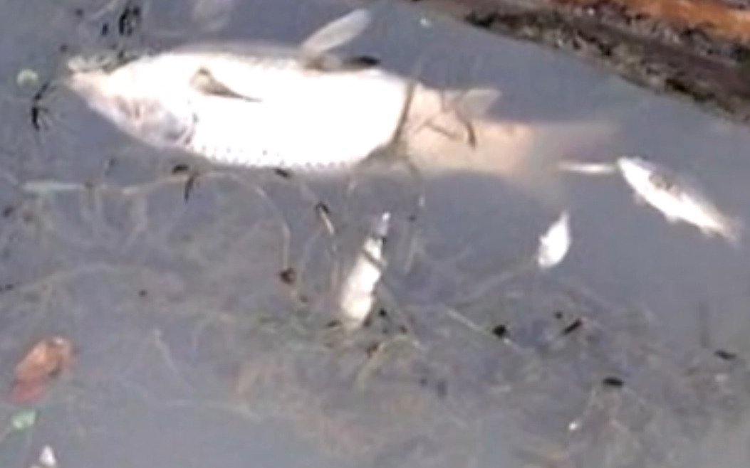 China: Tote Fische in Shanghais Flüssen
