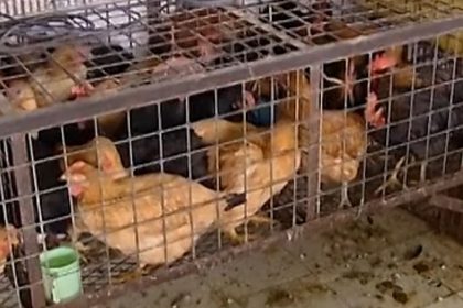 Vogelgrippe H7N9 breitet sich in Südchina aus