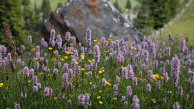 Wildes für Sammler statt Jäger: Essbares am Wegesrand