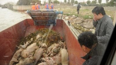 China: Geheimnis um tote Schweine im Fluss von Shanghai gelüftet