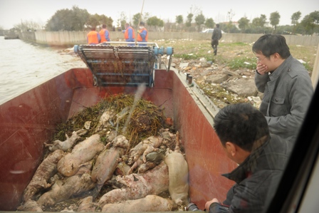 China: Geheimnis um tote Schweine im Fluss von Shanghai gelüftet
