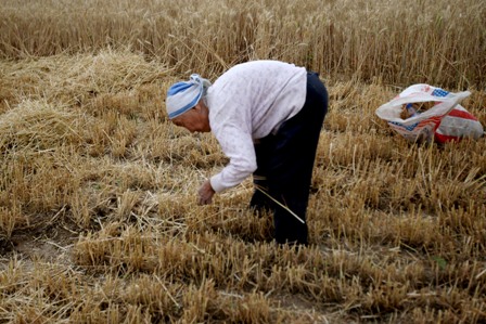 China: Beunruhigend große Abhängigkeit vom Getreideimport