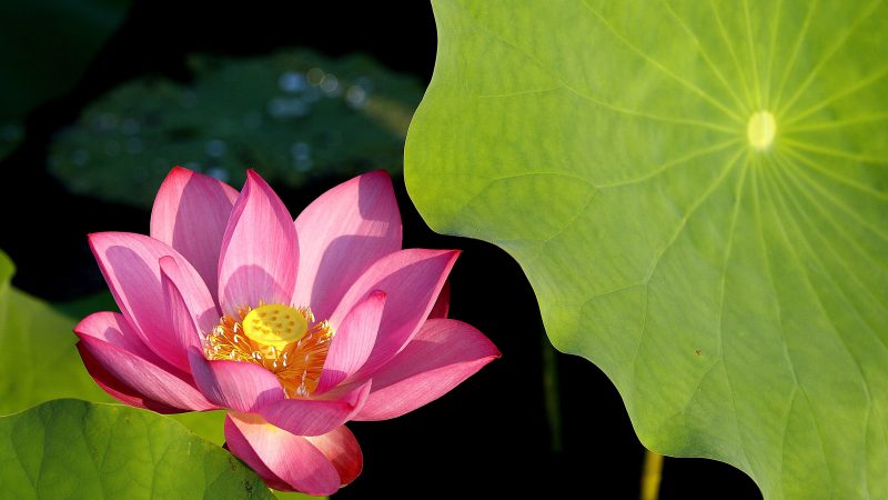 Lotus Genom repariert sich selbst