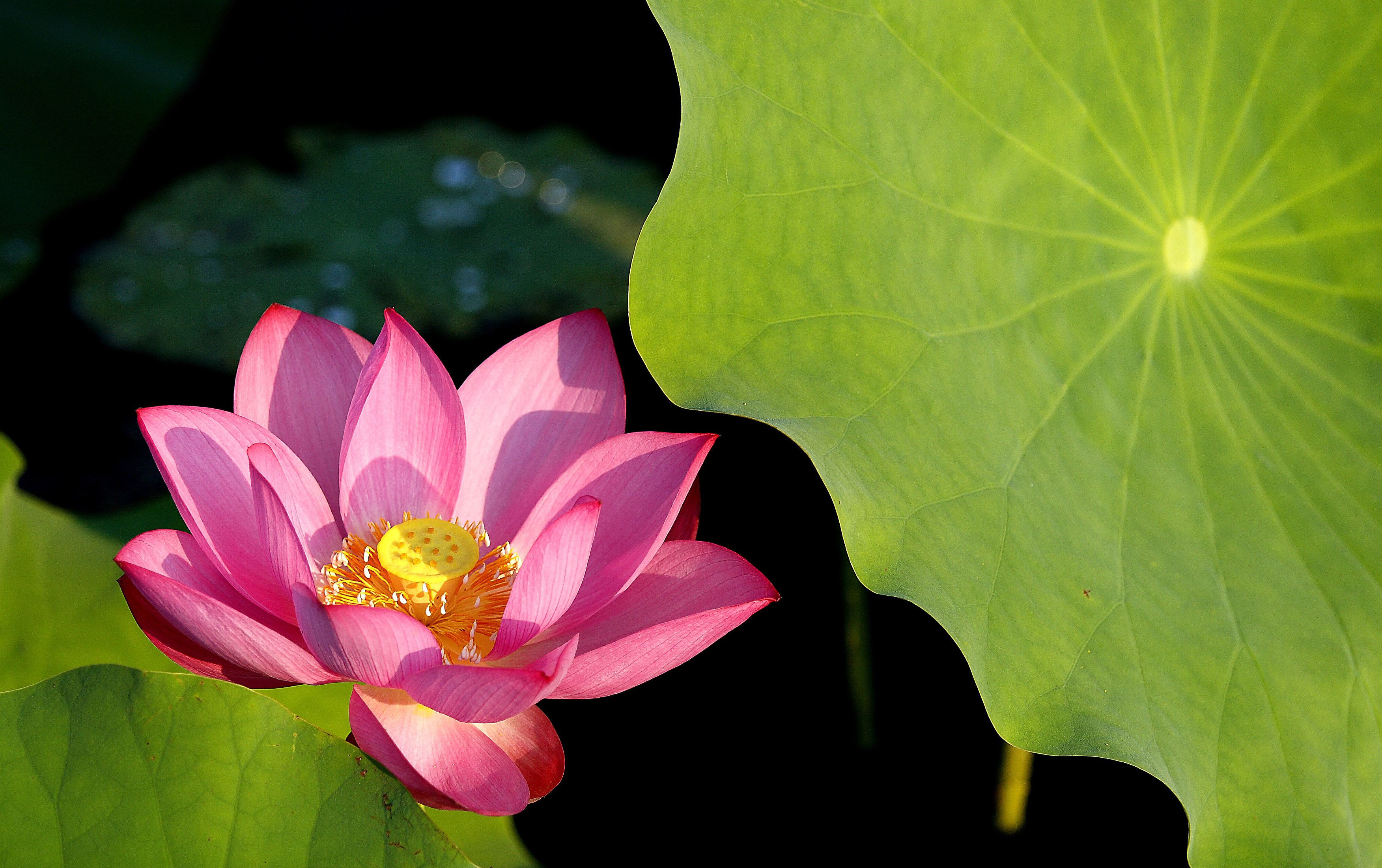 Lotus Genom repariert sich selbst