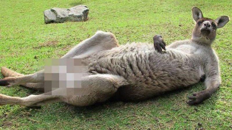 Zensur: Dieses Känguru ist zu freizügig für Facebook