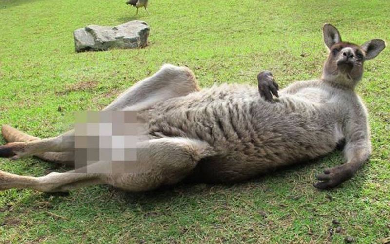 Zensur: Dieses Känguru ist zu freizügig für Facebook