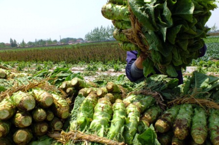 China: Müll als Dünger für Gemüse verwendet