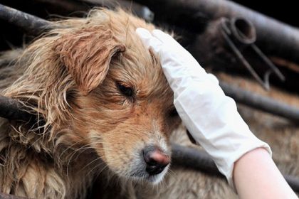 11 Tonnen Hundefleisch: So brutal ist Chinas Hunde-Mafia
