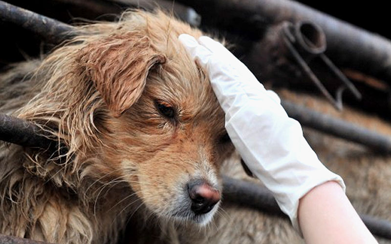 11 Tonnen Hundefleisch: So brutal ist Chinas Hunde-Mafia