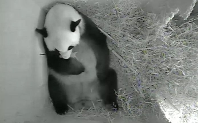 So süß: Baby-Panda in Wien geboren