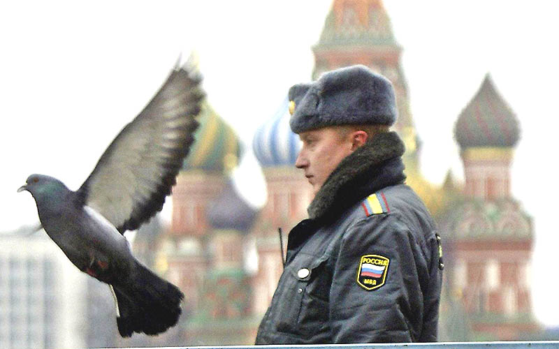 „Zombie-Tauben“ versetzen Moskau in Angst