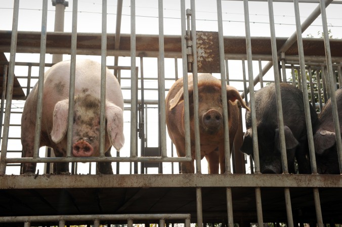 Chinas Viehwirtschaft produziert gefährliche Antibiotikaresistenz