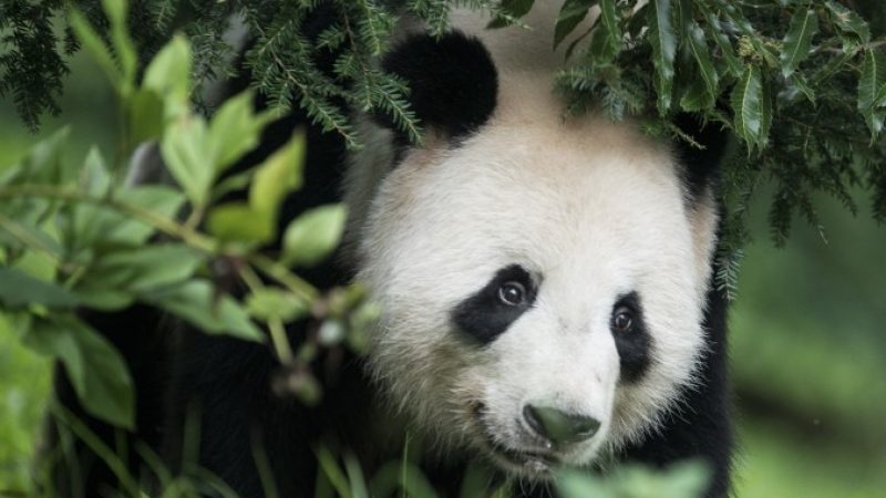 Wie Chinas Pandabären internationale Deals klarmachen – Wenn der Panda ins Spiel kommt, wird es ernst