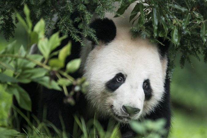Wie Chinas Pandabären internationale Deals klarmachen – Wenn der Panda ins Spiel kommt, wird es ernst