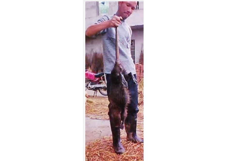 China: 5 Kilo schwere Monster-Ratte gefangen und verspeist