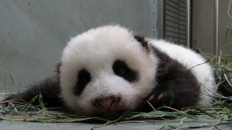 Taiwan: Pandababy ist Star im Zoo von Taipeh