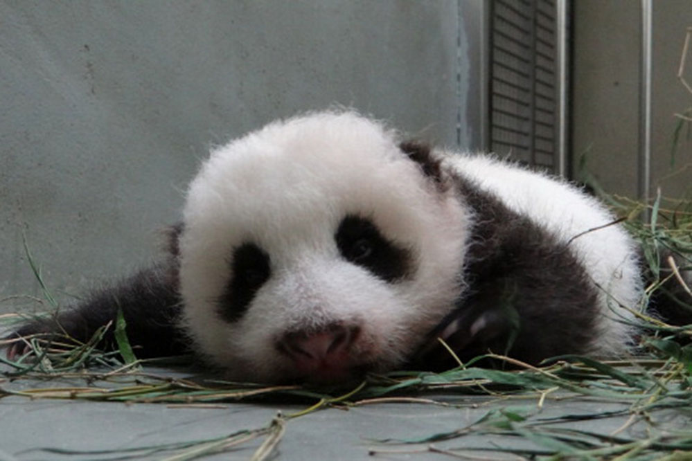 Taiwan: Pandababy ist Star im Zoo von Taipeh