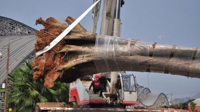 China: Hier wird ein gestohlener 26-Tonnen-Baum wieder eingepflanzt