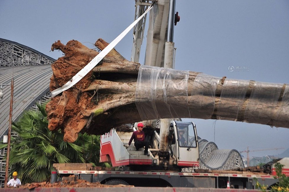 China: Hier wird ein gestohlener 26-Tonnen-Baum wieder eingepflanzt