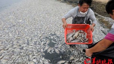 China: In diesem See treiben 7 Tonnen toter Fisch