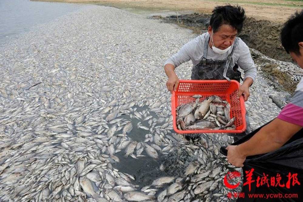 China: In diesem See treiben 7 Tonnen toter Fisch