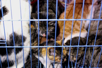Tausend Babykatzen in chinesischem Wald ausgesetzt