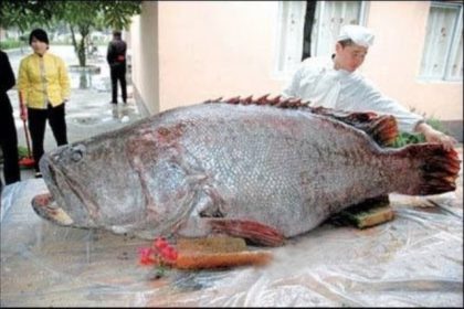 Der dickste Barsch der Welt – in Chinas Südsee gefangen