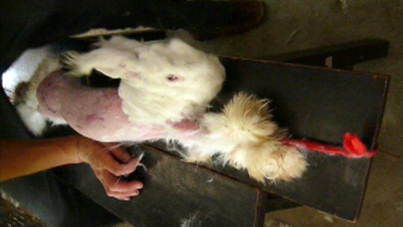 Angora-Boykott nach Horror-Videos von gerupften Hasen aus China